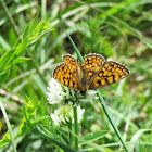 Fritillary