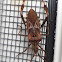 Western Conifer Seed Bug