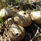 Gem-studded Puffball