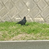 バナナうめぇ