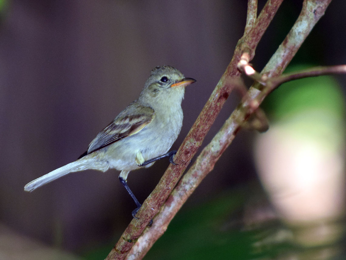 Northern Beardless-Tyrannulet