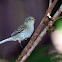 Northern Beardless-Tyrannulet