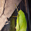 Katydid