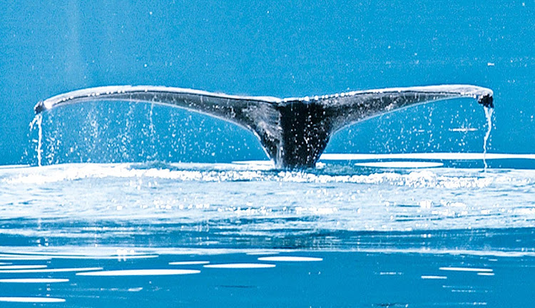 A humpback whale off the coast of Alaska during a Princess sailing. Ruby Princess's Inside Passage cruises, including Glacier Bay National Park, begin at $799.