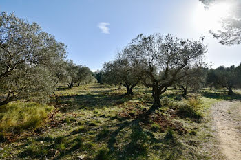 terrain à Fontvieille (13)