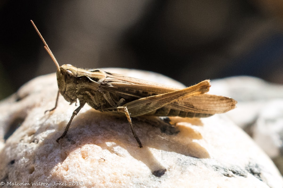 Common Field Grasshopper