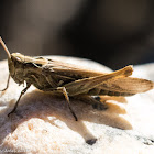 Common Field Grasshopper