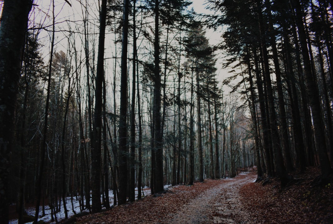 Il silenzio dell'autunno di letybea97