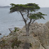 Monterey Cypress