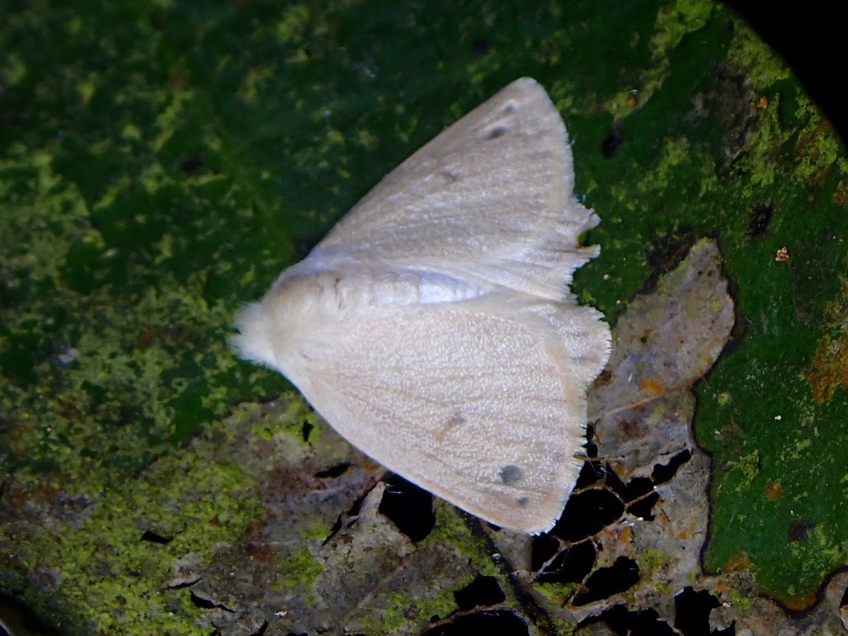 Tussock Moth