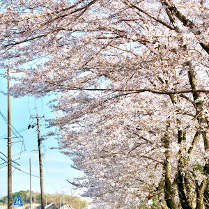 ローレル C35型