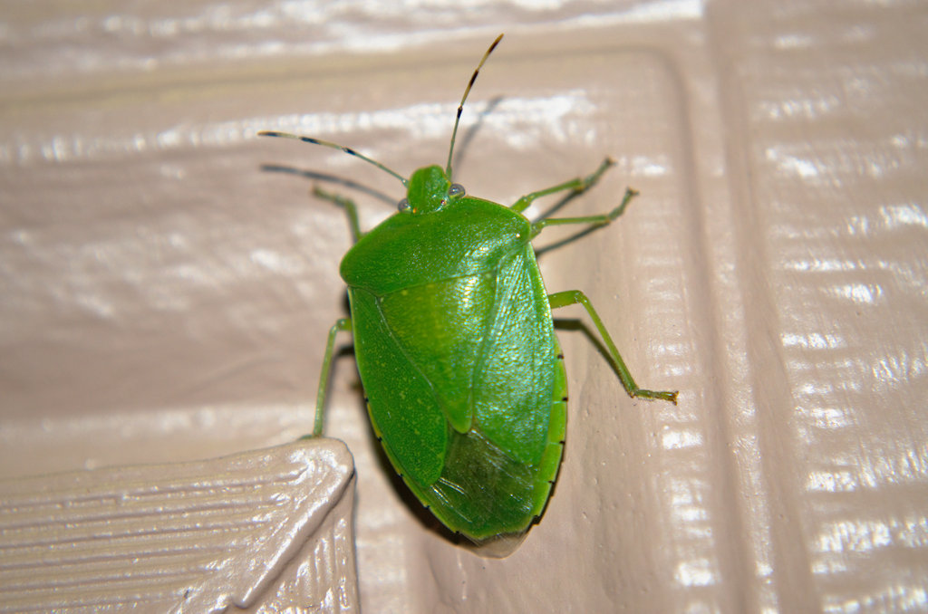 Green Shield Bug