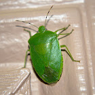 Green Shield Bug