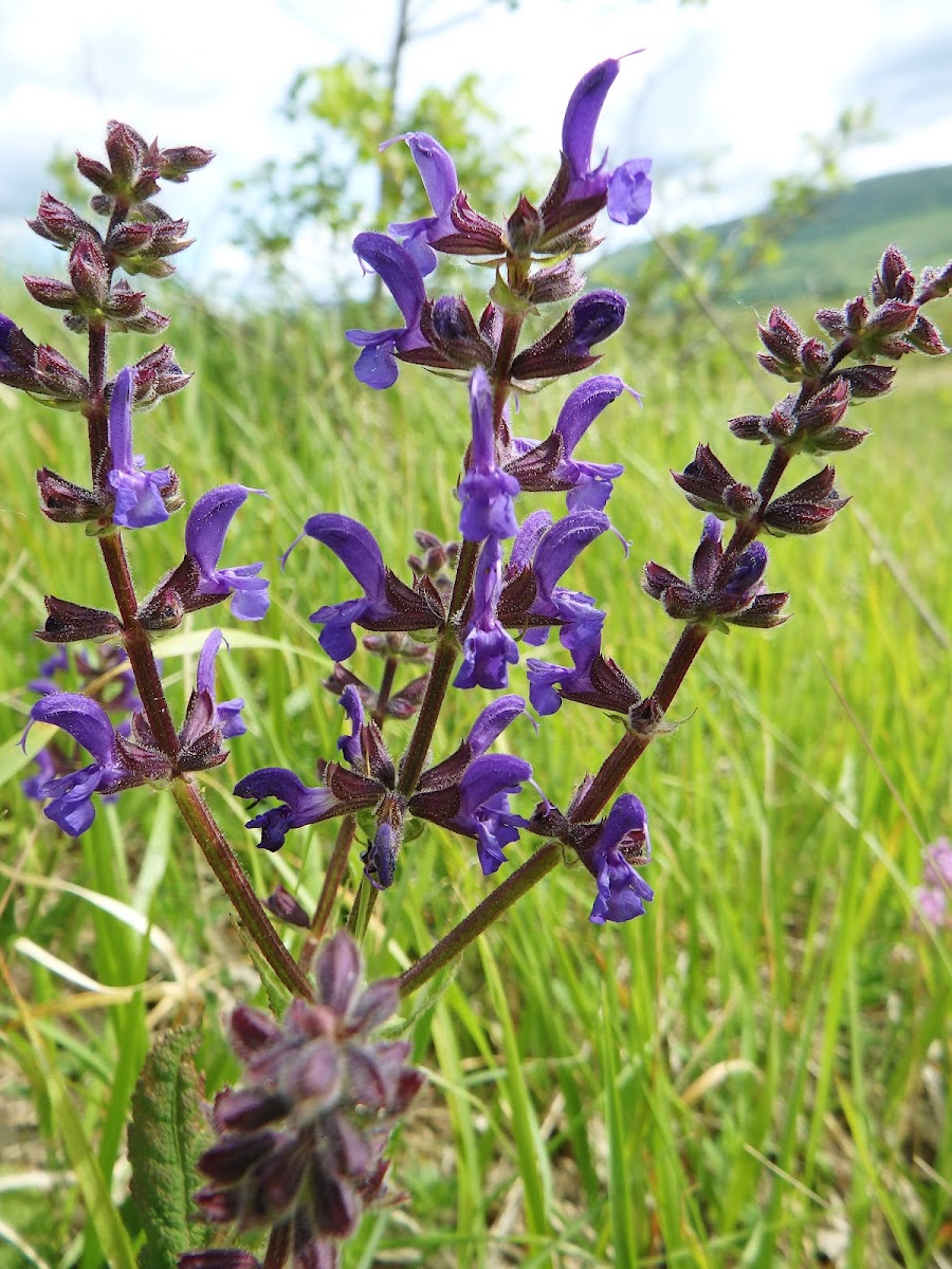 Meadow Sage