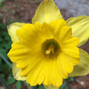 Daffodil