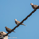 Collared Dove; Tórtola Turca