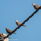 Collared Dove; Tórtola Turca