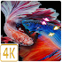 Betta Fish Live Wallpapers 4K64.0.64