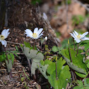 Bloodroot