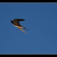 Hirundo rustica di 