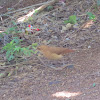 Rufous hornero