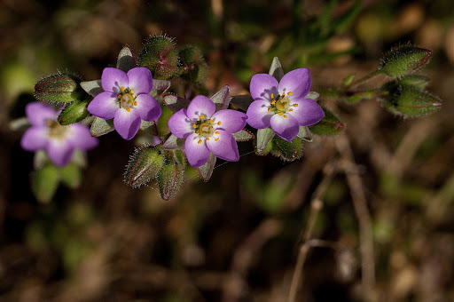 Spergularia media