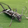 Longhorn Beetle