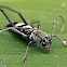 Longhorn Beetle