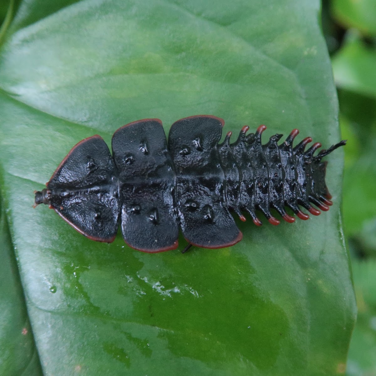 Trilobite Beetle