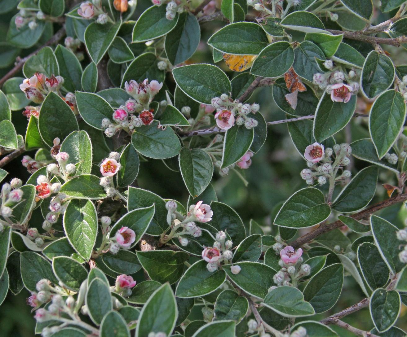 C:\Users\user\Pictures\UK Plants\Cotoneaster  vilmorianus 5826.JPG