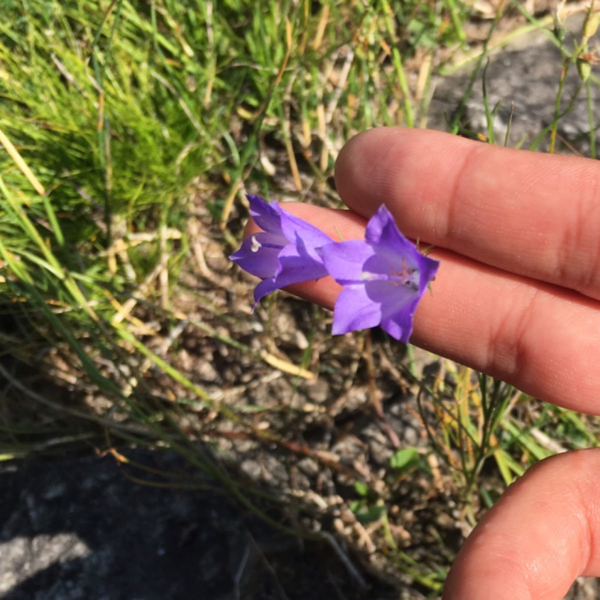 Harebell