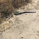 Gopher Snake