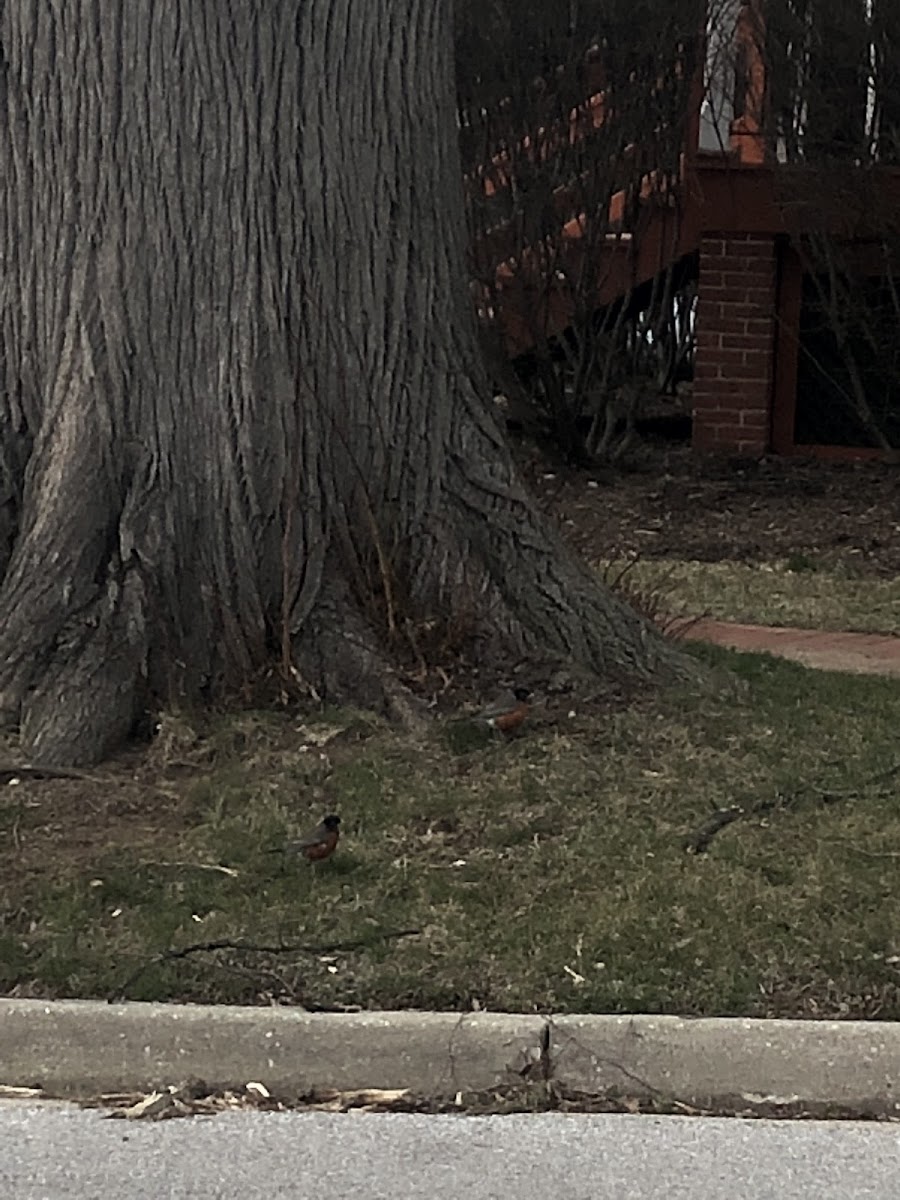 American Robin