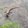 Long tailed Sun Skink