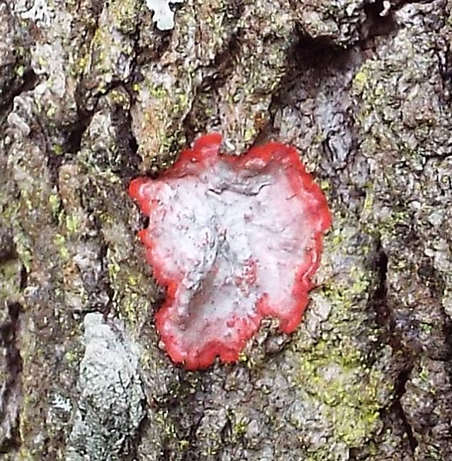 Christmas Lichen