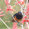 Hilderbrandt's Starling