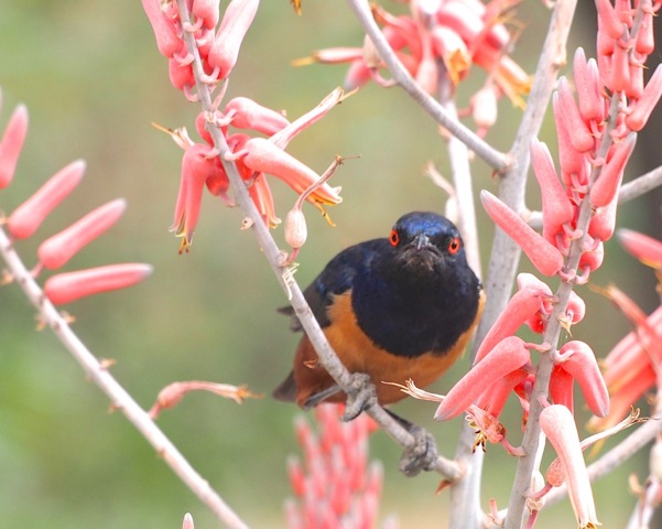 Hilderbrandt's Starling