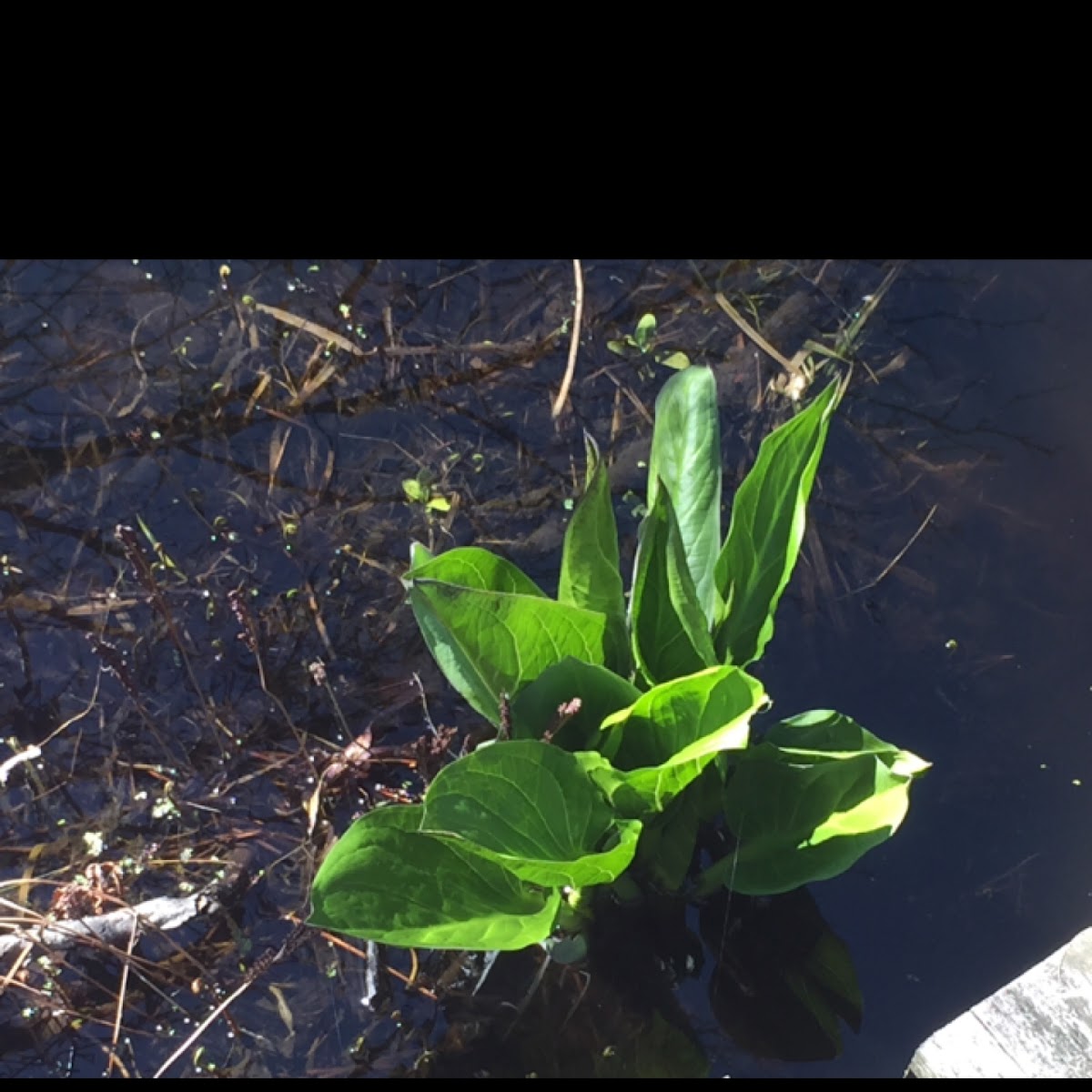 Skunk Cabbage