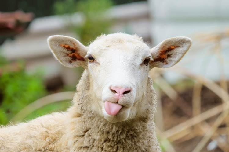 Twelve sheep were found in the bakkie. Stock photo.