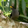 Javan Myna