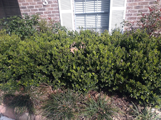 A brick house with bushes in the foreground. The bushes are green and are planted in mulch. In front of the bushes are some small shrubs and rocks that define the perimeter of the the flower bed.