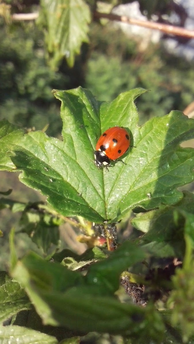 Ladybird.Ladybug  / Божья коровка