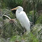 Garza blanca / Great Egret