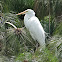 Garza blanca / Great Egret