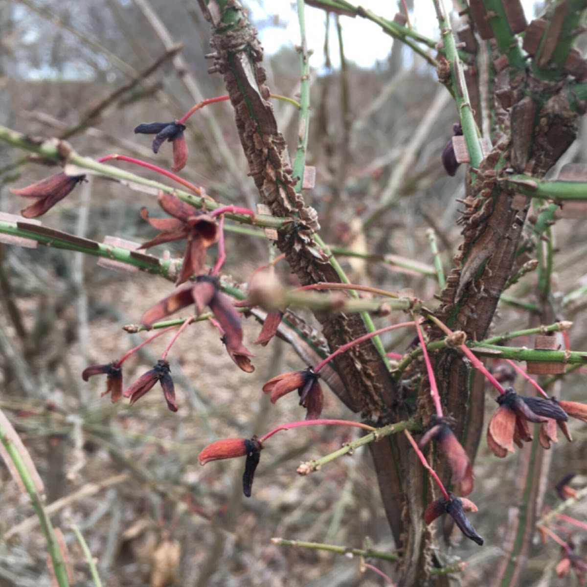 Burning Bush