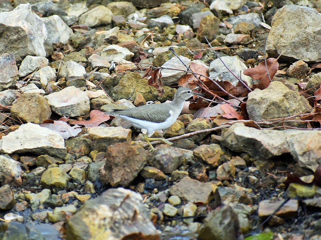 Lesser yellowlegs