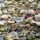 Lesser yellowlegs