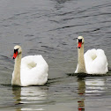 Mute swan