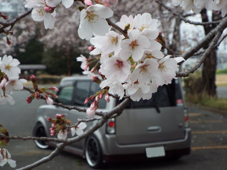 bBの桜と愛車・桜とコラボ・桜・一眼レフ初心者に関するカスタム事例の投稿画像3枚目