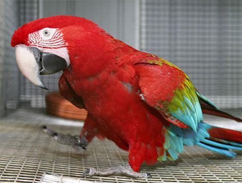 Green Wing Macaw Parrot